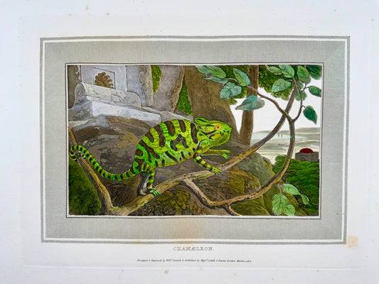 1807 William Daniell, Chamelon, Reptile, aquatinte coloriée à la main