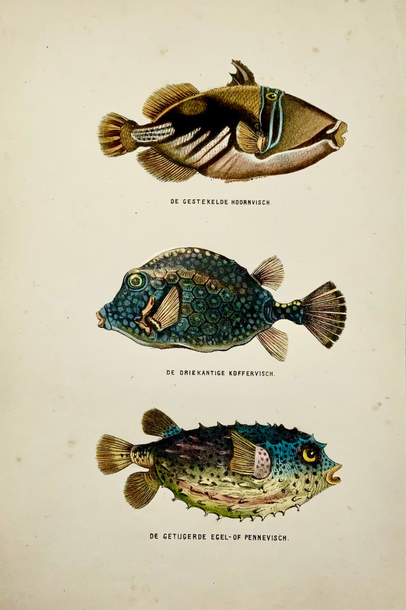 1864 Triggerfish, Bagre, hand colored stone lithograph