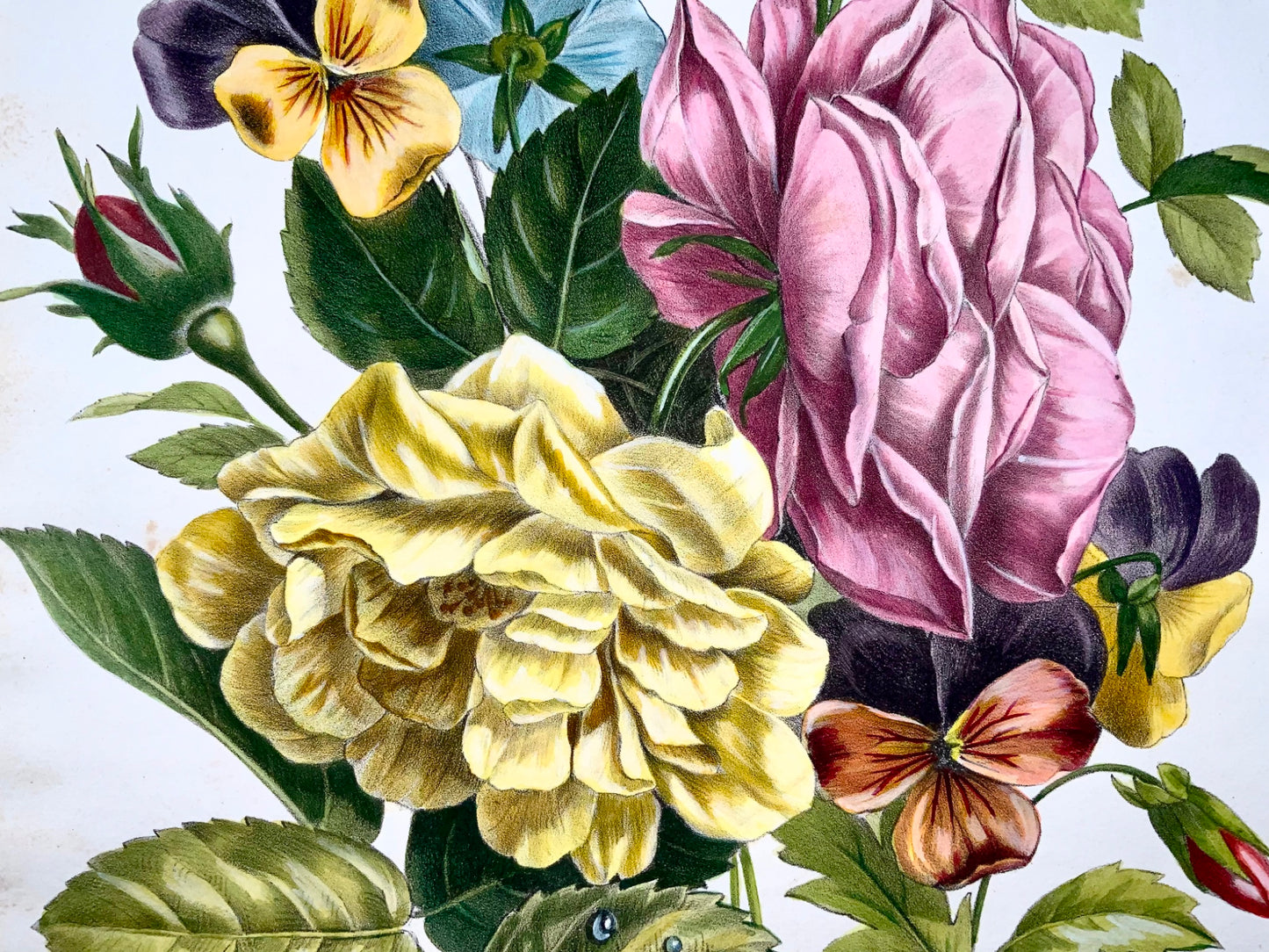 1840c Rose e viole del pensiero, Jullien, Bequet, grande litografia in pietra colorata a mano, botanica