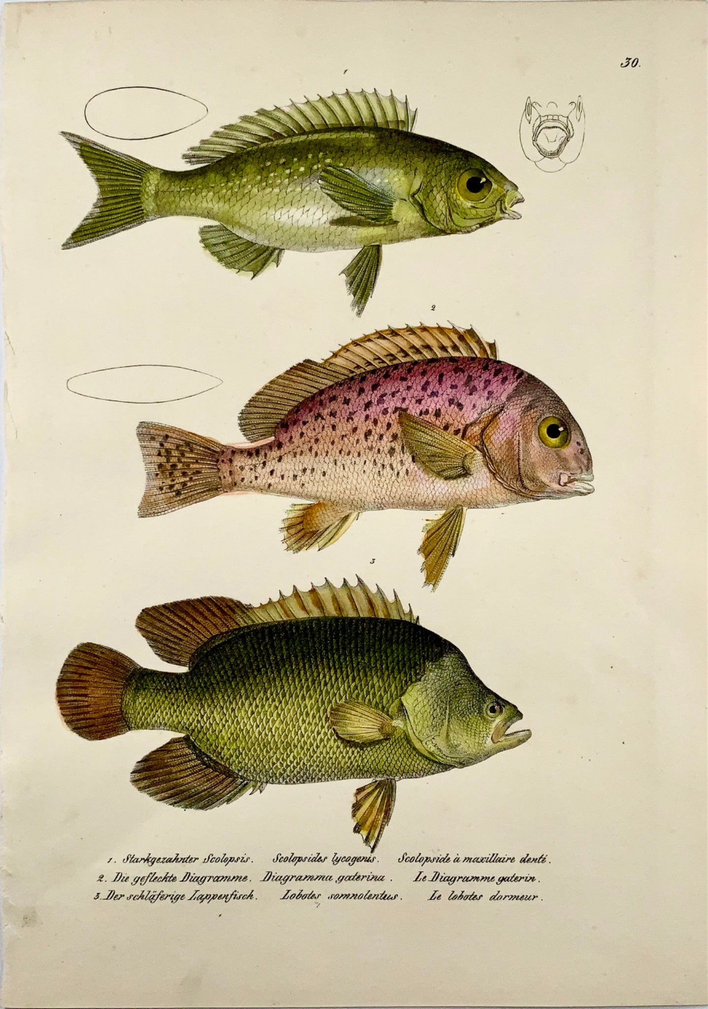 1833 H. Schinz (1777-1861) TRIPLETAILS Pesce con alette raggiate - Handcol. litografia