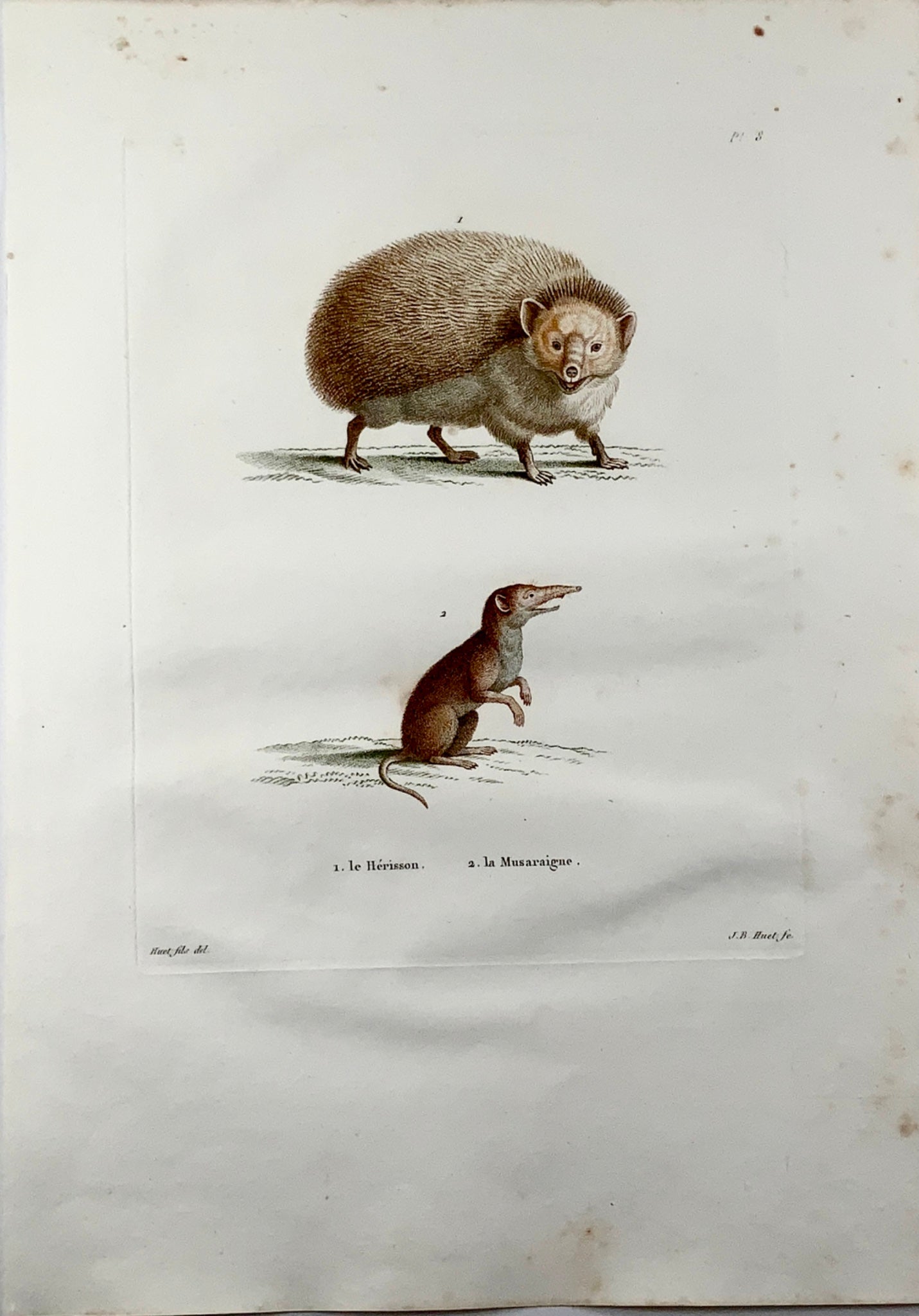 1808 J. Bapt. Huet [1745-1811]; HEDGEHOG Shrew - Hand coloured stipple engraving - Mammals