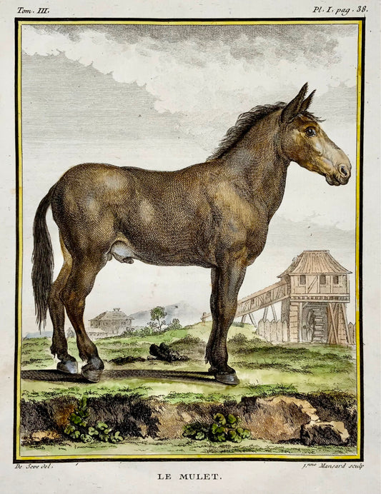 1766 De Seve; MULE Donkey large QUARTO edition hand colored engraving Mammal