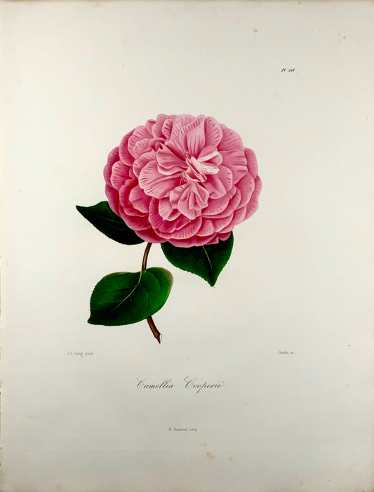1841 Camelia Cooperii [Camellia], disegnata da JJ Jung, incisa da Oudet, Berlèse, Botanica