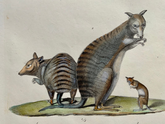 1824 Kangaroo Phalanger - Mammals - K.J. Brodtmann hand colored FOLIO lithograph