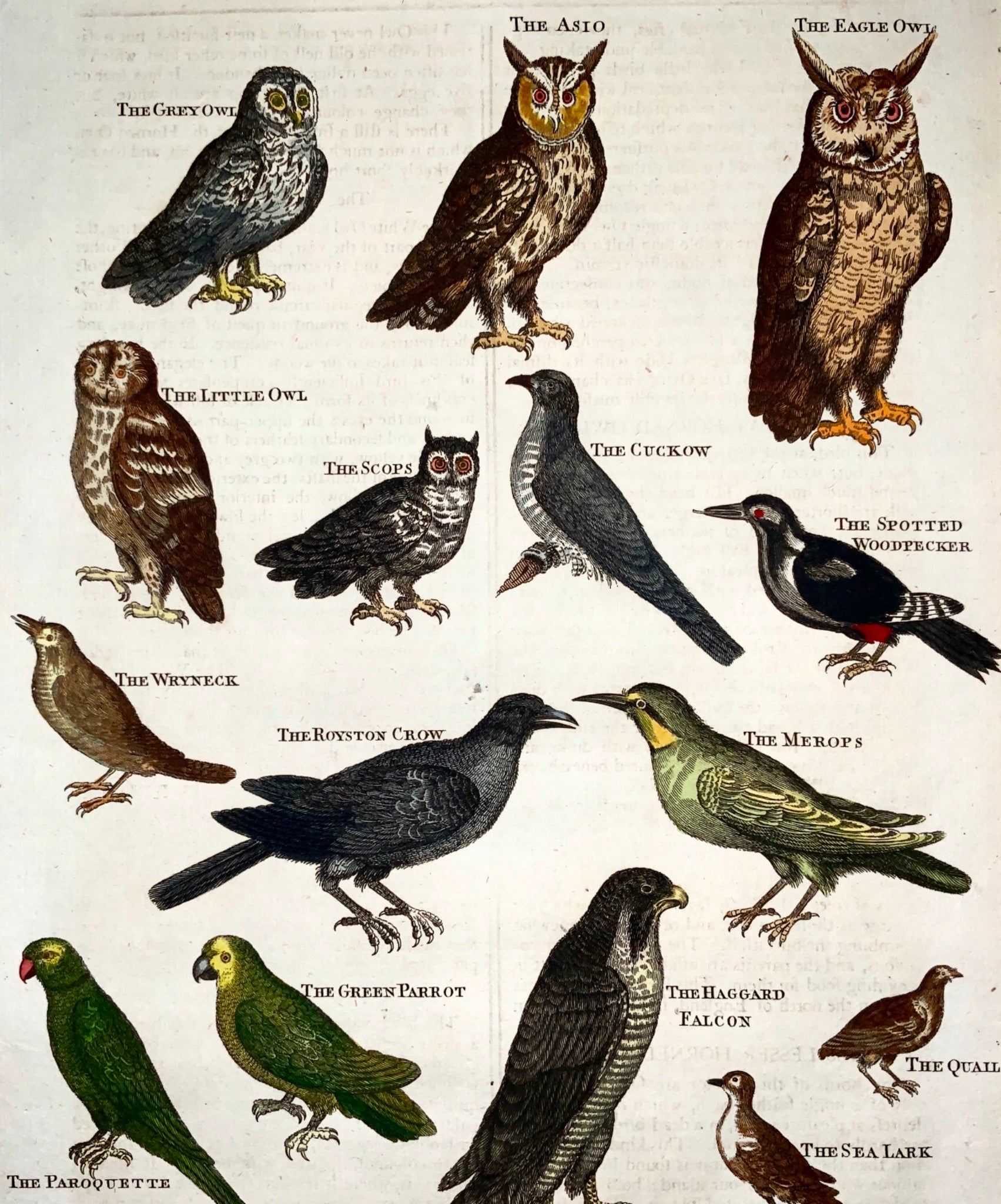 1785 Lowry - Bird: Owls Crows Parrots - tall folio engraving - hand coloured