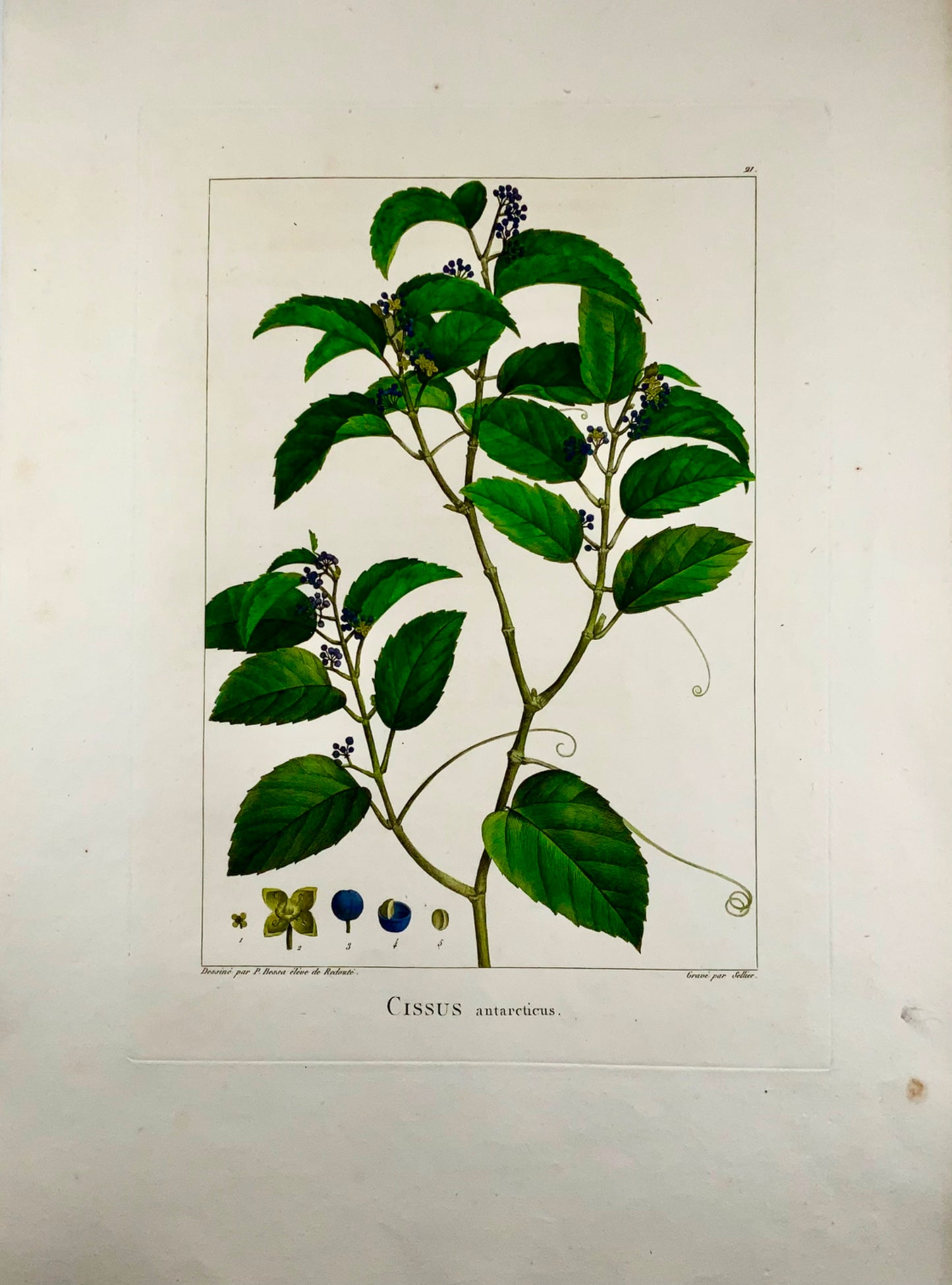 1803 Cissus antarticus ["vite canguro"], Australia, da Bessa &amp; Redouté, Botanica