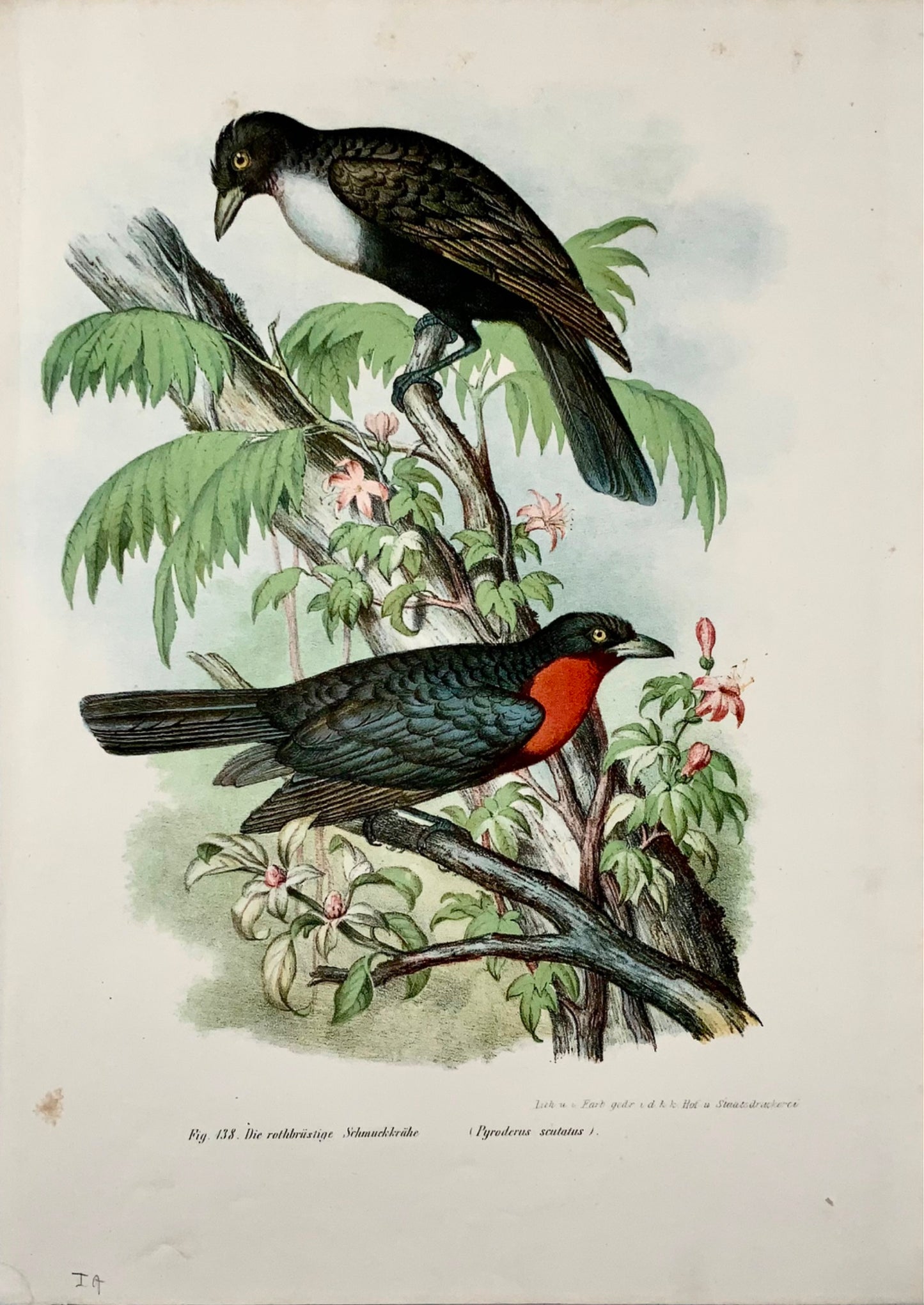 1860 Corvo della frutta, Fitzinger, litografia a colori rifinita a mano, ornitologia