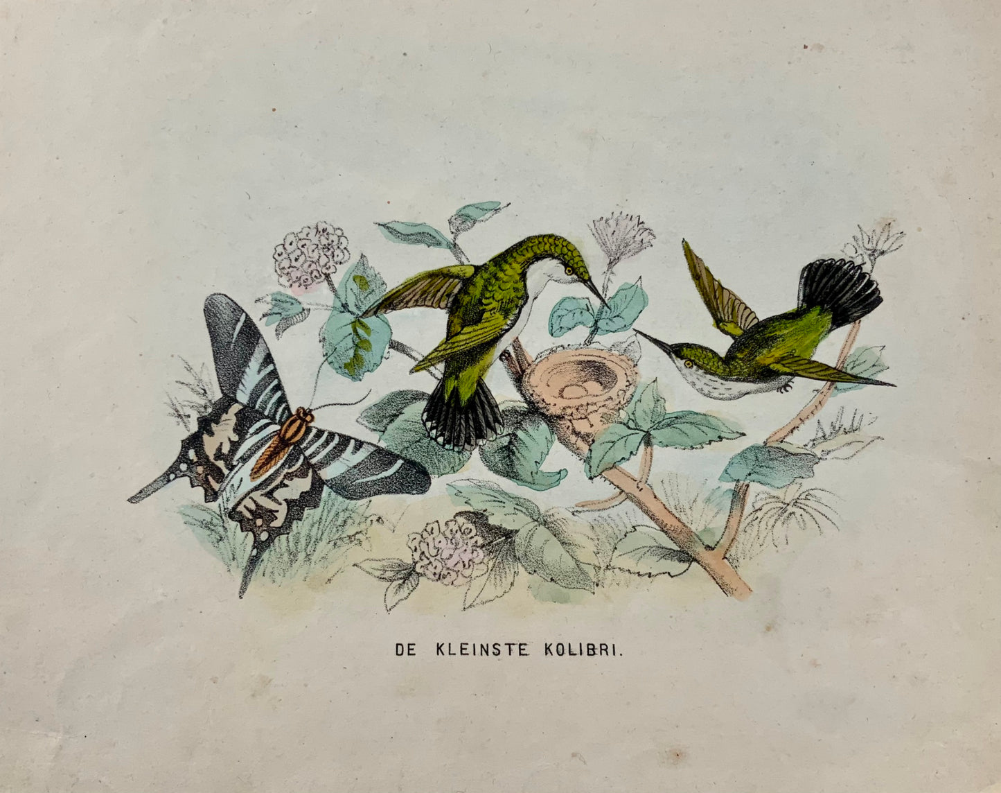 1864 Colibri, litografia su pietra colorata a mano, ornitologia