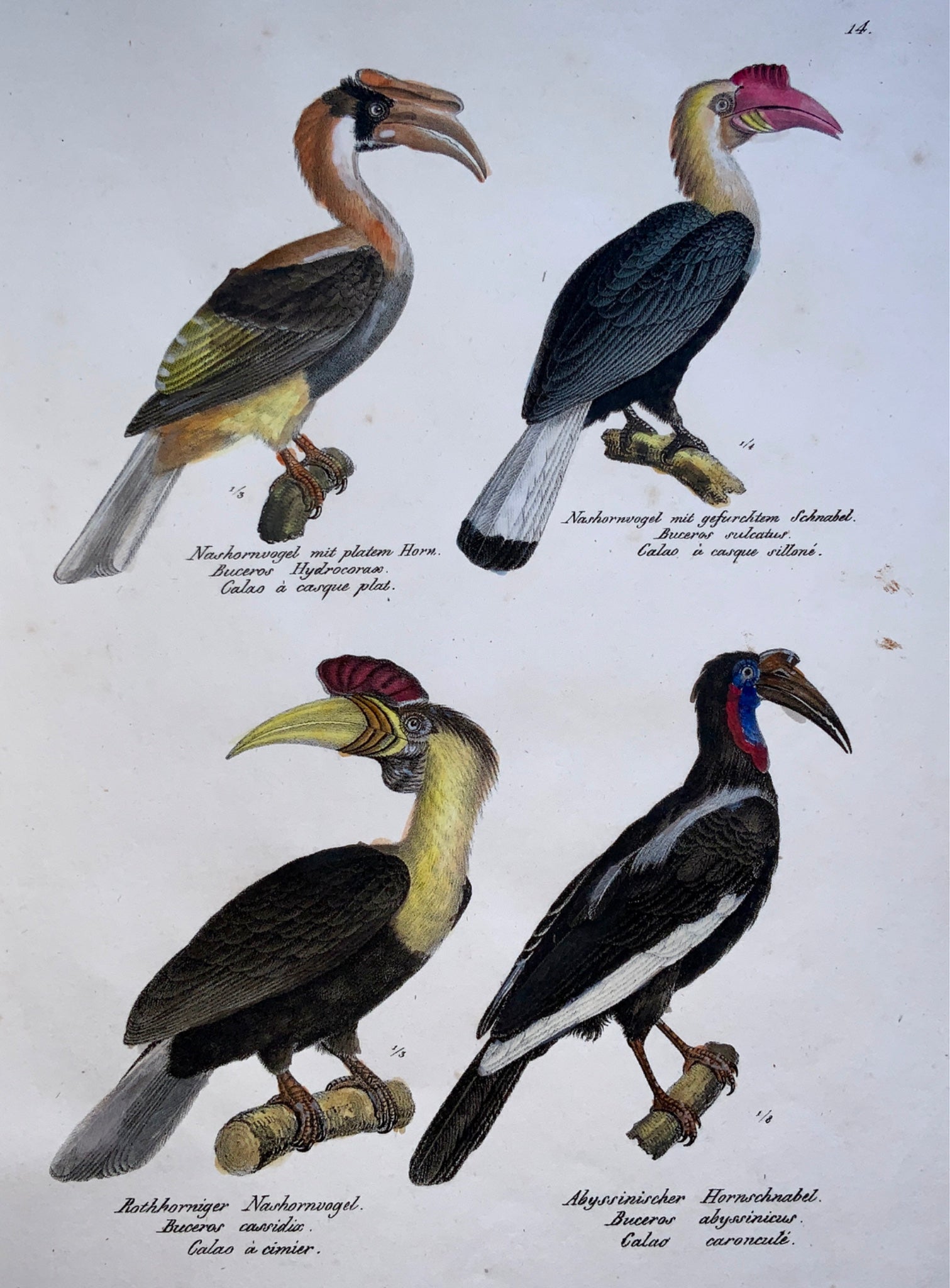 1830 HORNBILLS Ornithology - Brodtmann hand coloured FOLIO stone lithograph