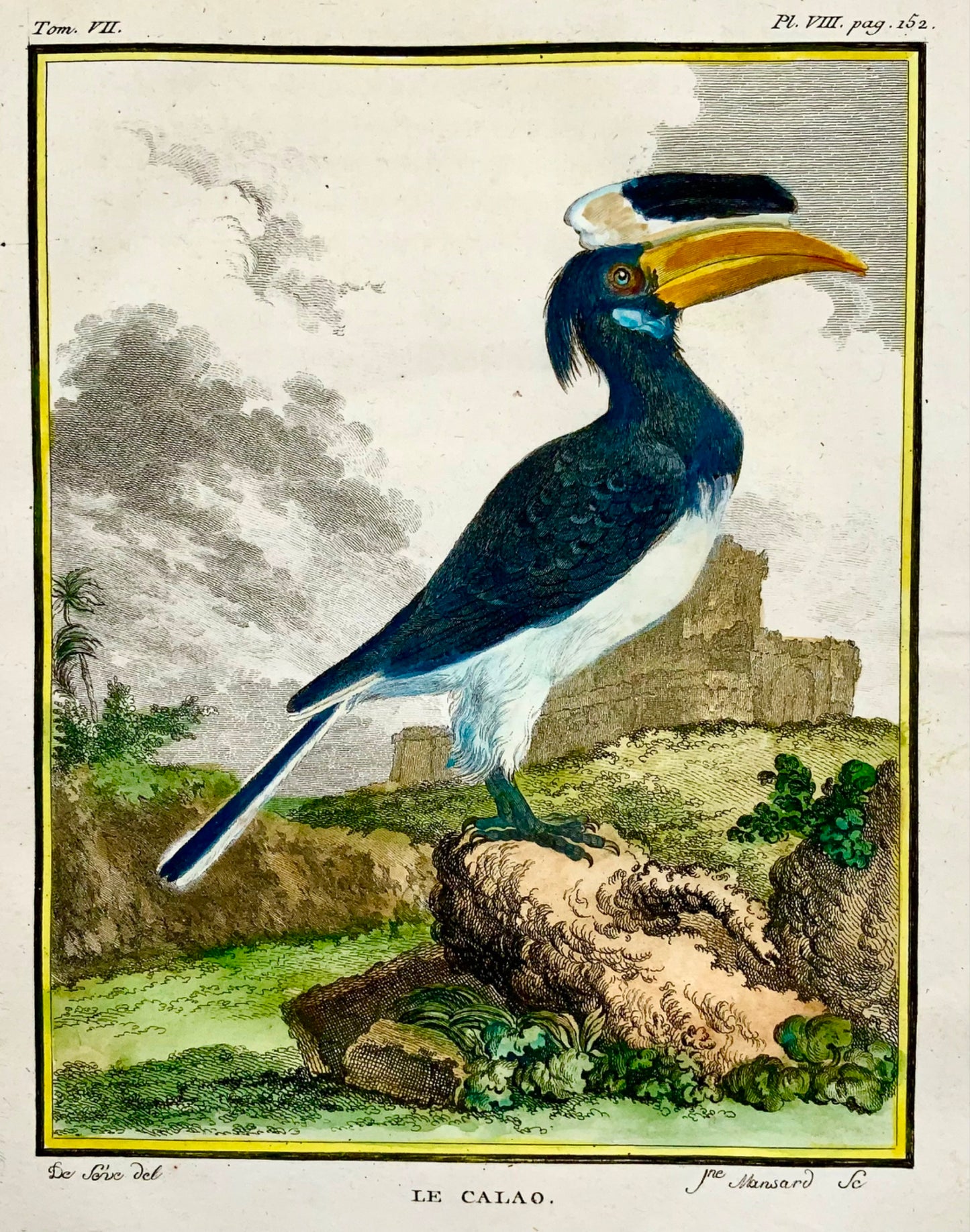 1775 Calao, Bucero, incisione su rame finemente colorata a mano in quarto, Ornitologia