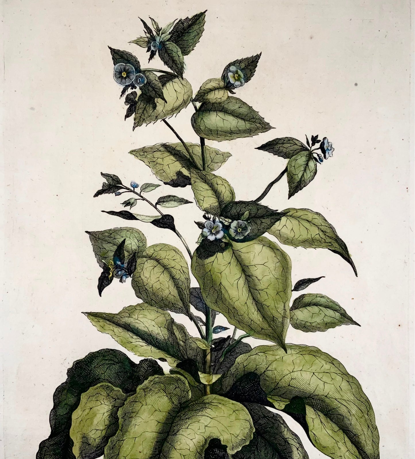 1696 Abraham Munting - Folio botanique - FORGET-ME-NOT Borrago sempre virens - Botanique