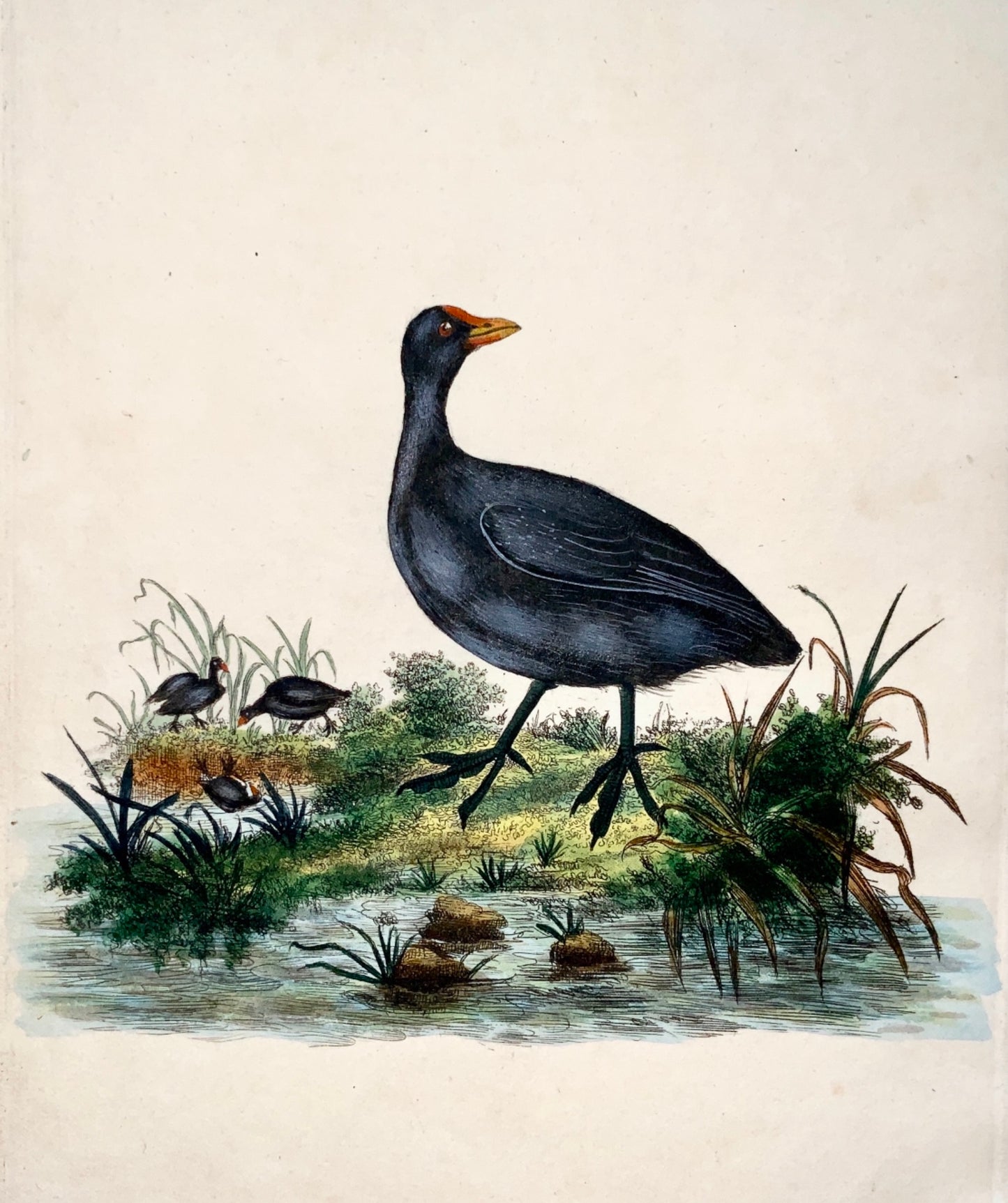 1794 Edward Donovan - COMMON COOT Ornithology - exquisite hand coloured copper engraving