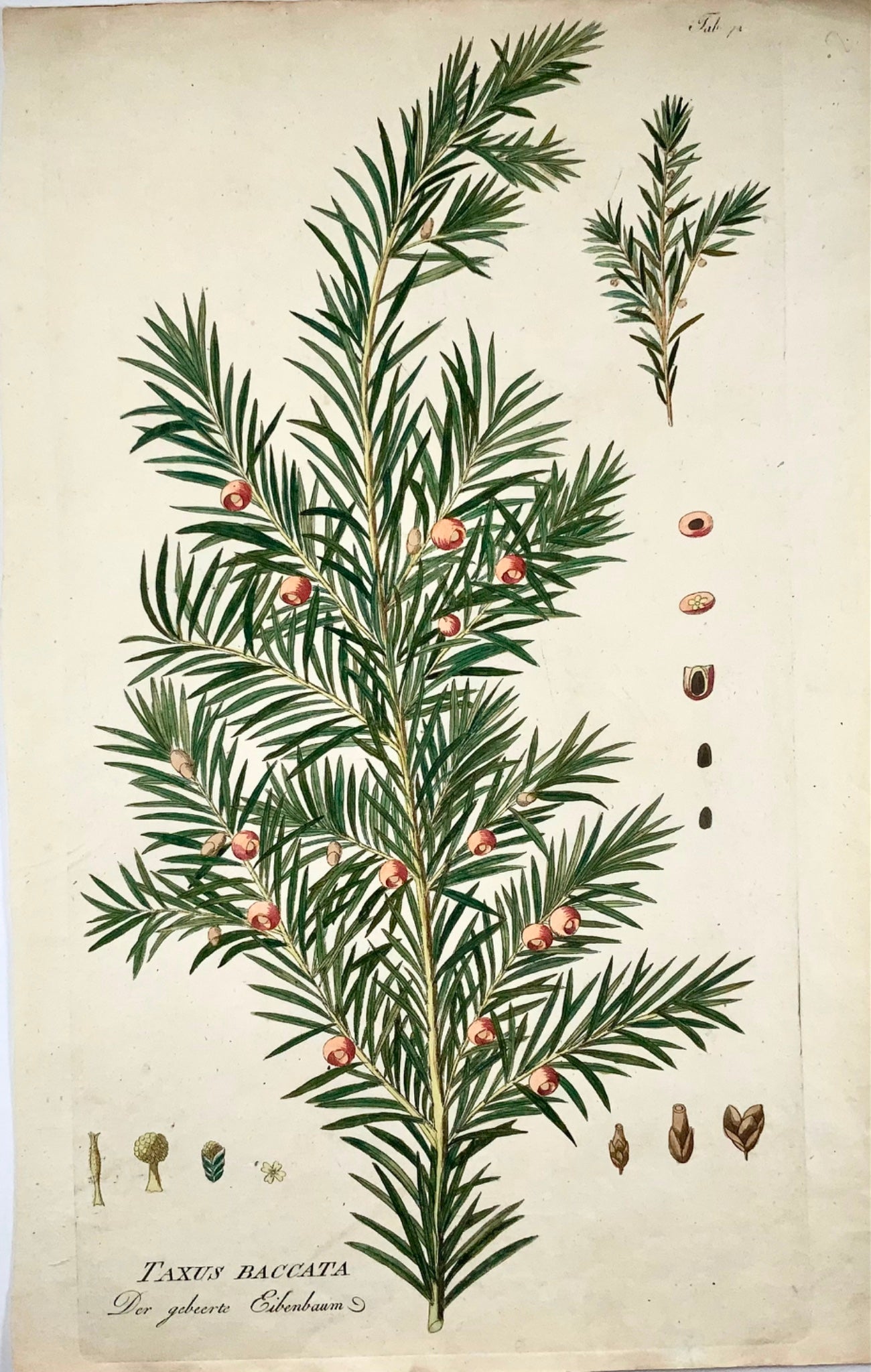 1788 Albero di tasso, dendrologia, JJ Plenck, Icones plantarum, 45 cm, folio