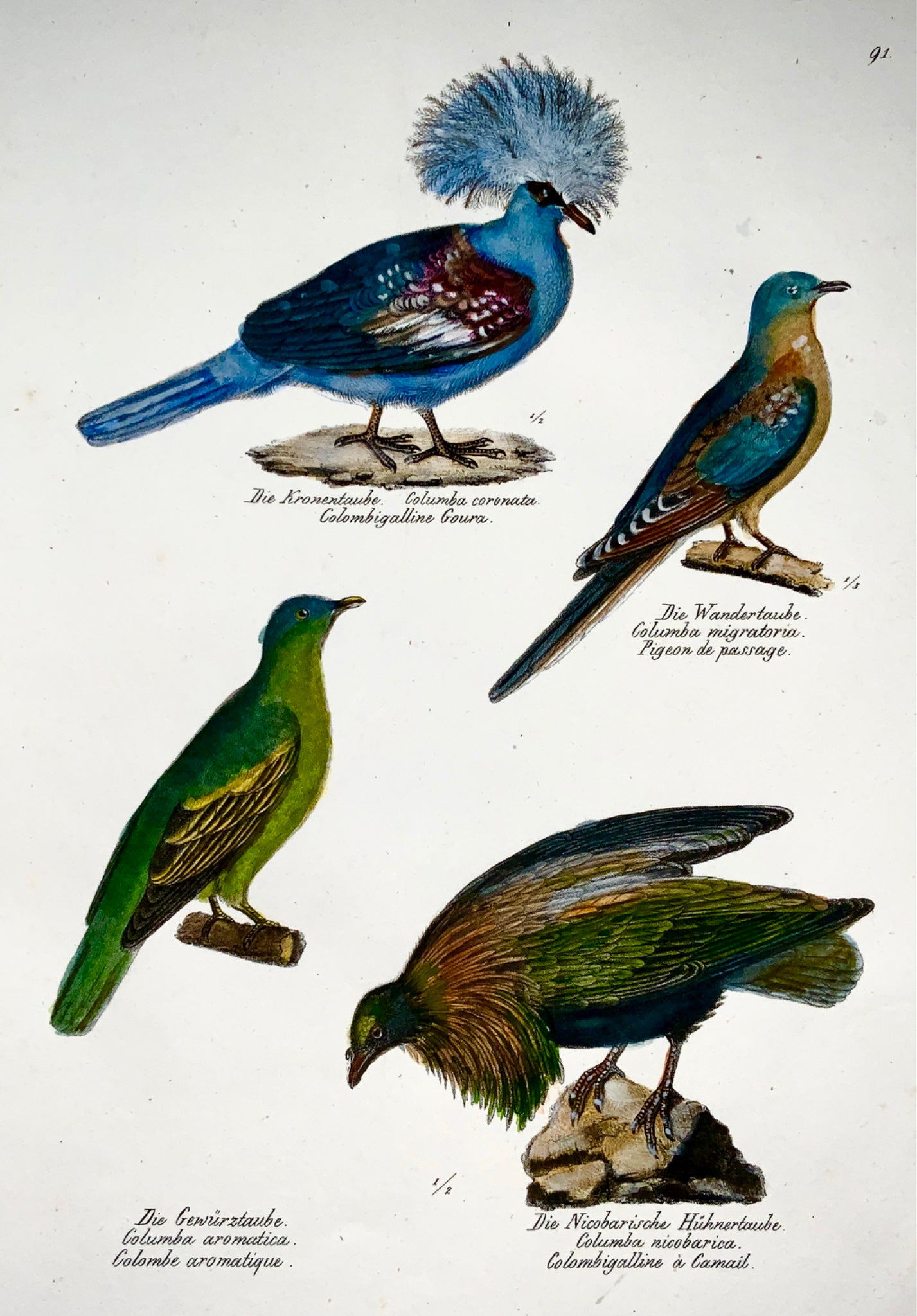 1833 H.R. Schinz (1777-1861) - PIGEONS Doves - Hand colour stone lithograph - Ornithology