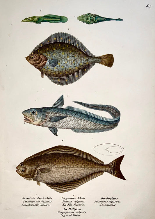 1833 H. Schinz (1777-1861) SOLE Flatfish Rattail - Handcol. lithograph