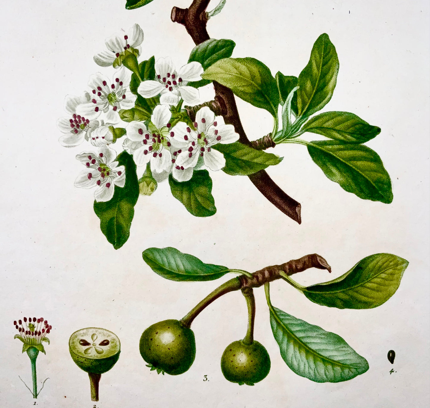 1801 Pear, Fruit, Bessa, Gabriel, folio stipple engraving, hand finish