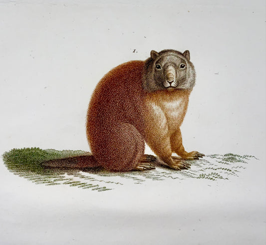 1808 J.Batt. Huet [1745-1811]; RATTO Marmotta - Incisione stipple colorata a mano - Mammifero