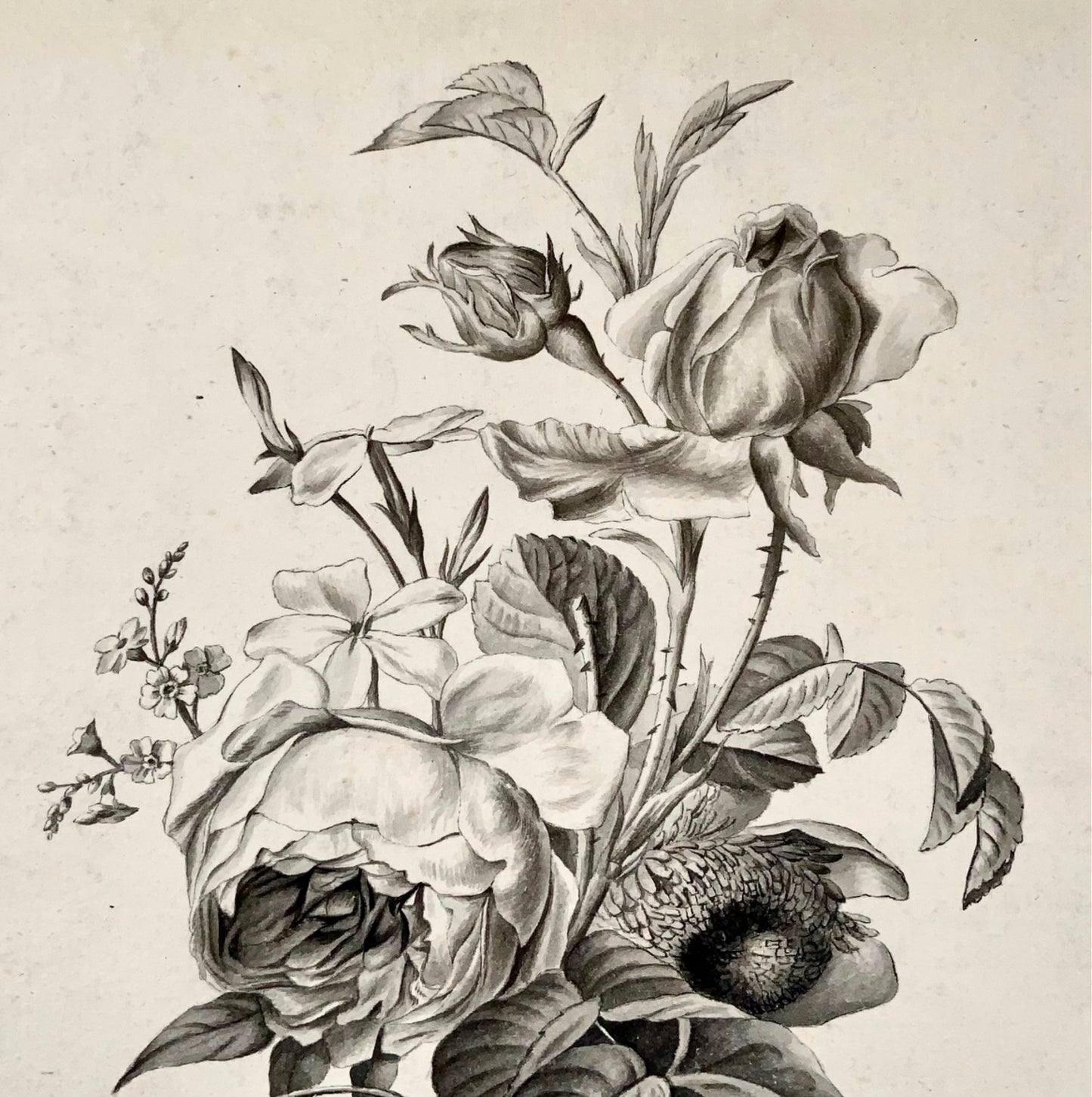 Jean-Baptist Huet, il giovane [(1772-1852) attrib.], Bouquet Flowers pen &amp; wash, fiori e botanica