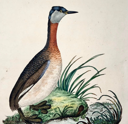 1794 Edward Donovan, Svasso dal collo rosso, ornitologia, bella incisione colorata a mano 
