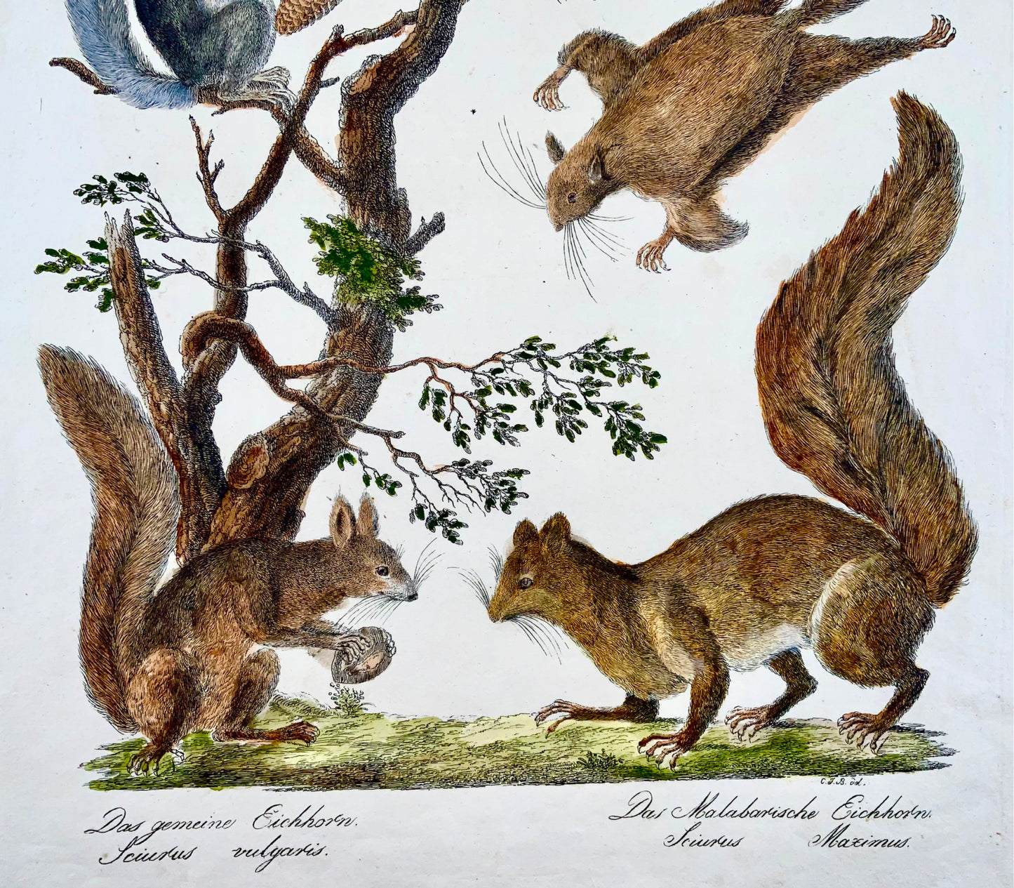 1816 SQUIRRELS - Brodtmann - Imp. folio 42.5 cm 'Incunabula of Lithography' - Mammals