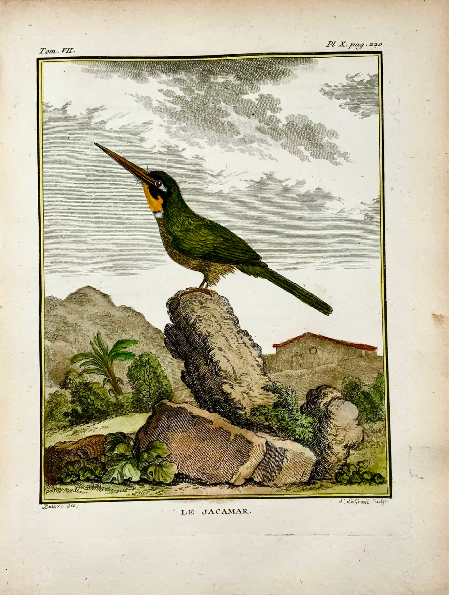 1779 de Sève - Oiseau JACAMAR - Ornithologie - Gravure in-4 grande édition