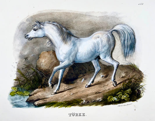 1824 Cavallo turco, Turkmene, KJ Brodtmann, colorato a mano, litografia in folio, mammifero