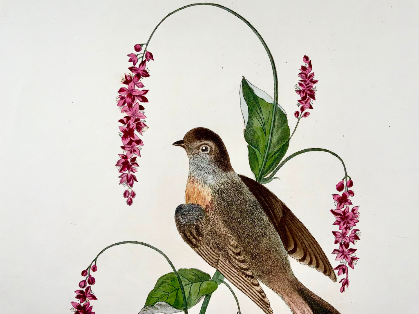 1819 George Brookshaw (b 1751), ornithology, Redstart, foliate border