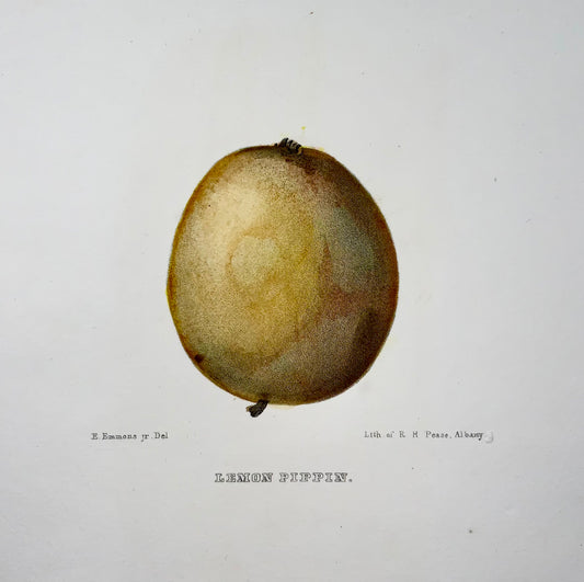 1830 c Pease lit; Emmons - Frutta: Apple Pippin - litografia in pietra colorata a mano