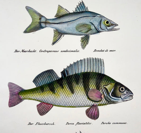1833 H. Schinz (1777-1861) PERCH Bass Snook Fish lithographie coloriée à la main