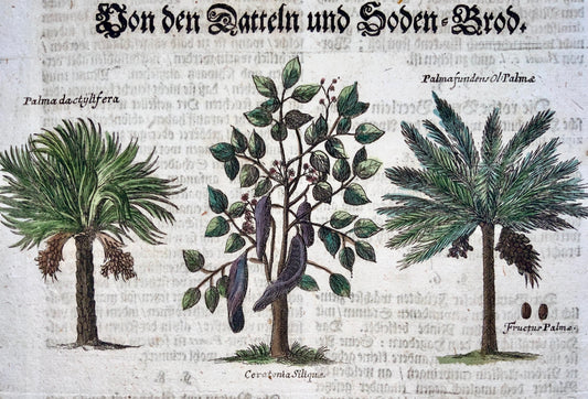 1704 DATES PALM TREES - M. Valentini (1657-1729) - Copper engraving - Botanical, agriculture