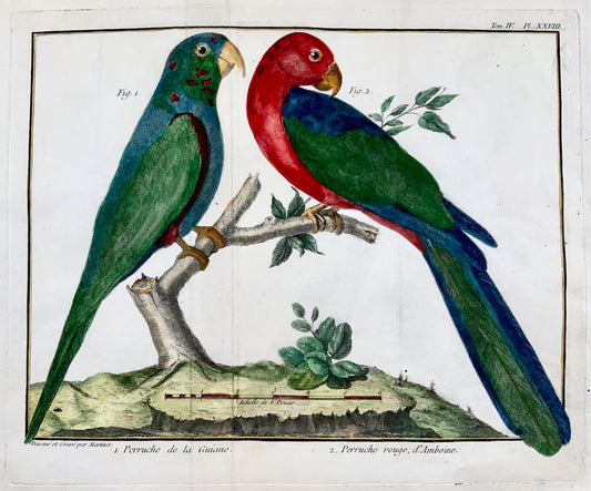 1760 Fr. Nic. Martinet (1725-1804) - Parrots of Guyana - copper engraving - Ornithology
