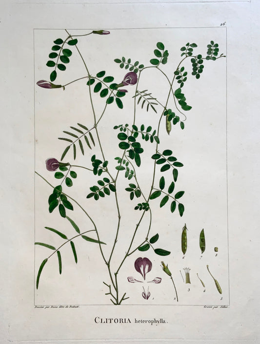1803 Sellier after Bessa and Redoute - CLITORIA -  51 x 34 cm. Hand coloured - Botany