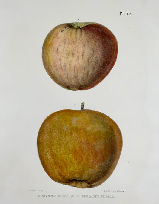 1830 c Pease lith; Emmons - Fruit : Pomme Pippin - lithographie sur pierre colorée à la main - Botanique