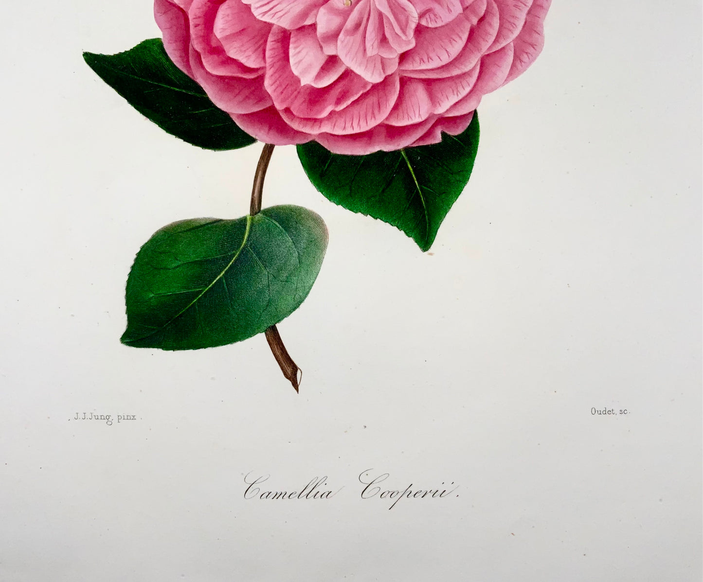 1841 Camelia Cooperii [Camellia], disegnata da JJ Jung, incisa da Oudet, Berlèse, Botanica