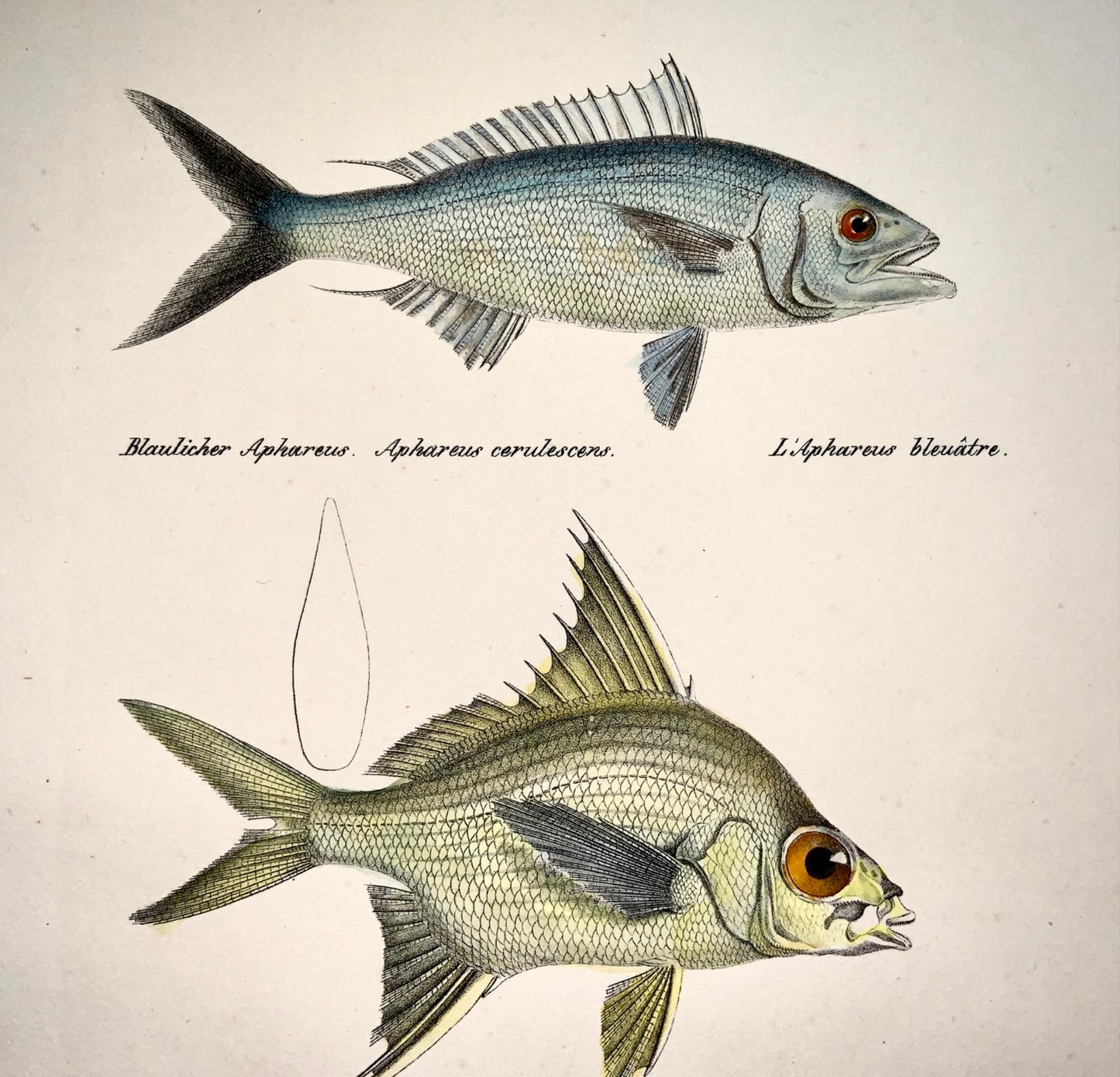 1833 H. Schinz (1777-1861) CAESIO FISH Gerres Aphareus Handcol. stone lithograph