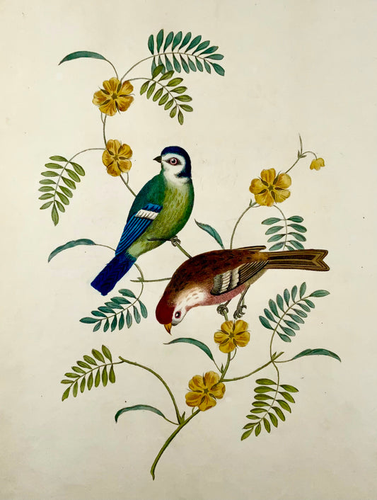 1819 George Brookshaw (nato nel 1751), ornitologia, cinciallegra e Redpoll, bordo foliato 