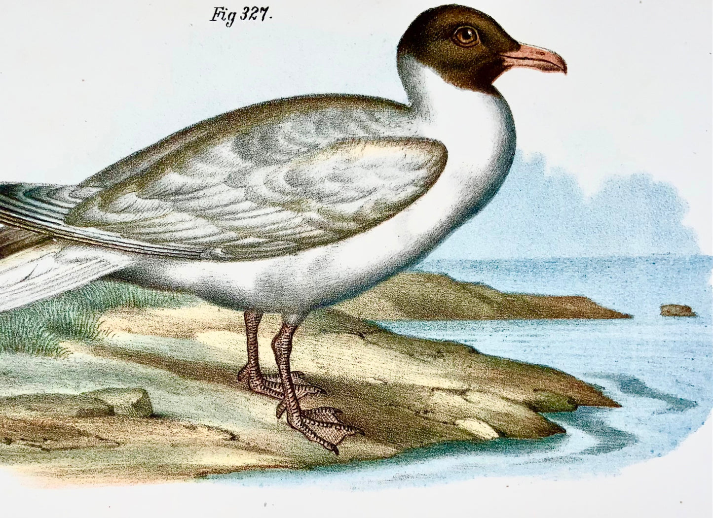 1860 SKUA SEAGULL - Oiseaux - Lithographie couleur Fitzinger FOLIO avec couleur à la main