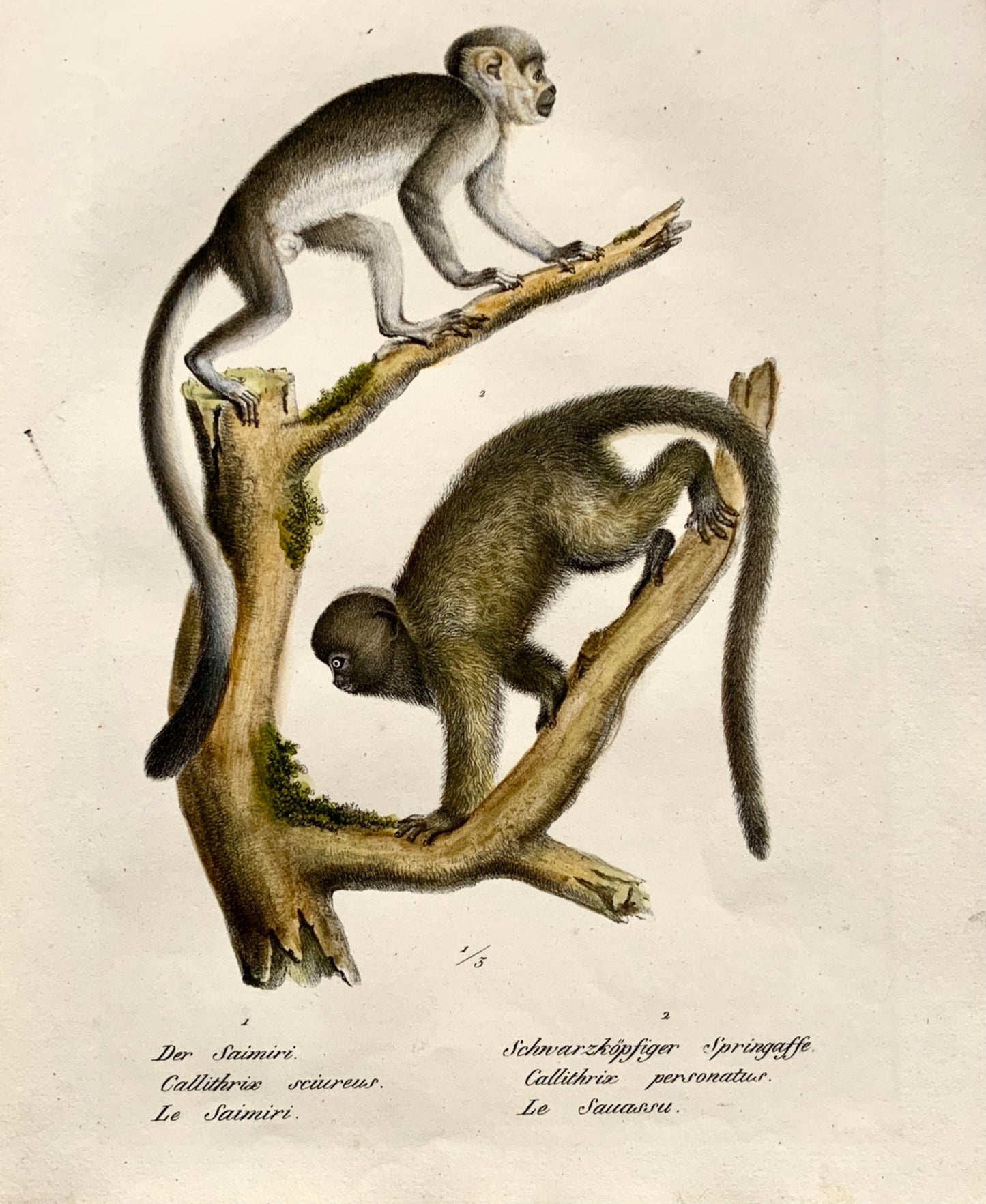 1824 Squirrel Monkeys - K.J. Brodtmann handcol FOLIO stone lithography - Mammal