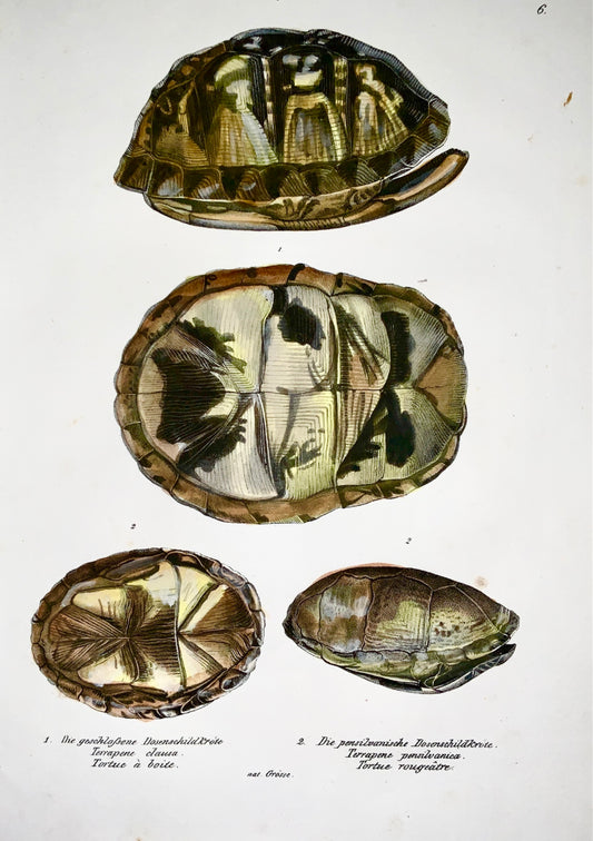 1833 H.R. Schinz (b1777) - BOX TURTLE - Hand colour stone lithograph - Amphibian
