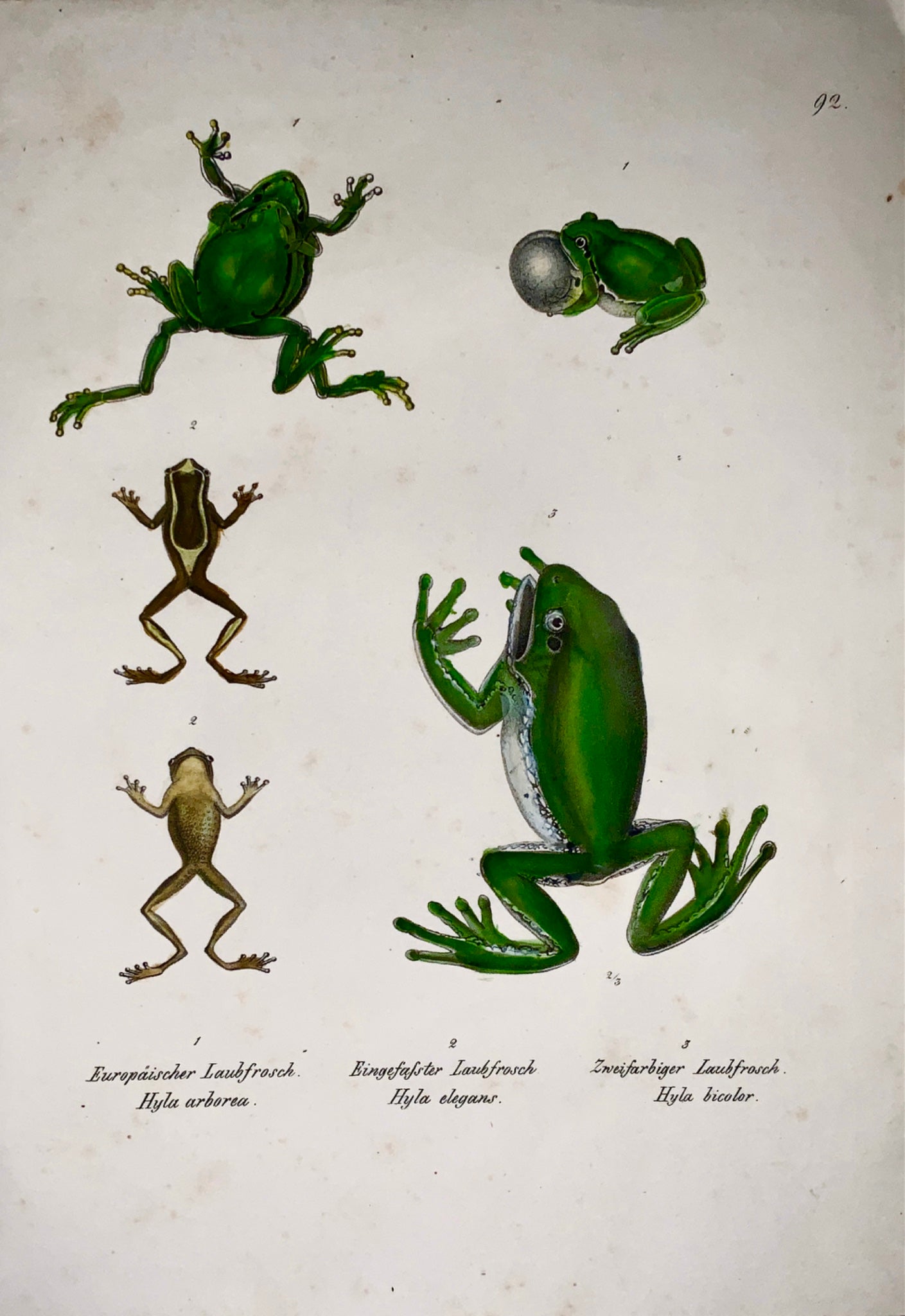 1833 H.R. Schinz (b1777) TREE FROGS - Handcoloured stone lithograph - Amphibians