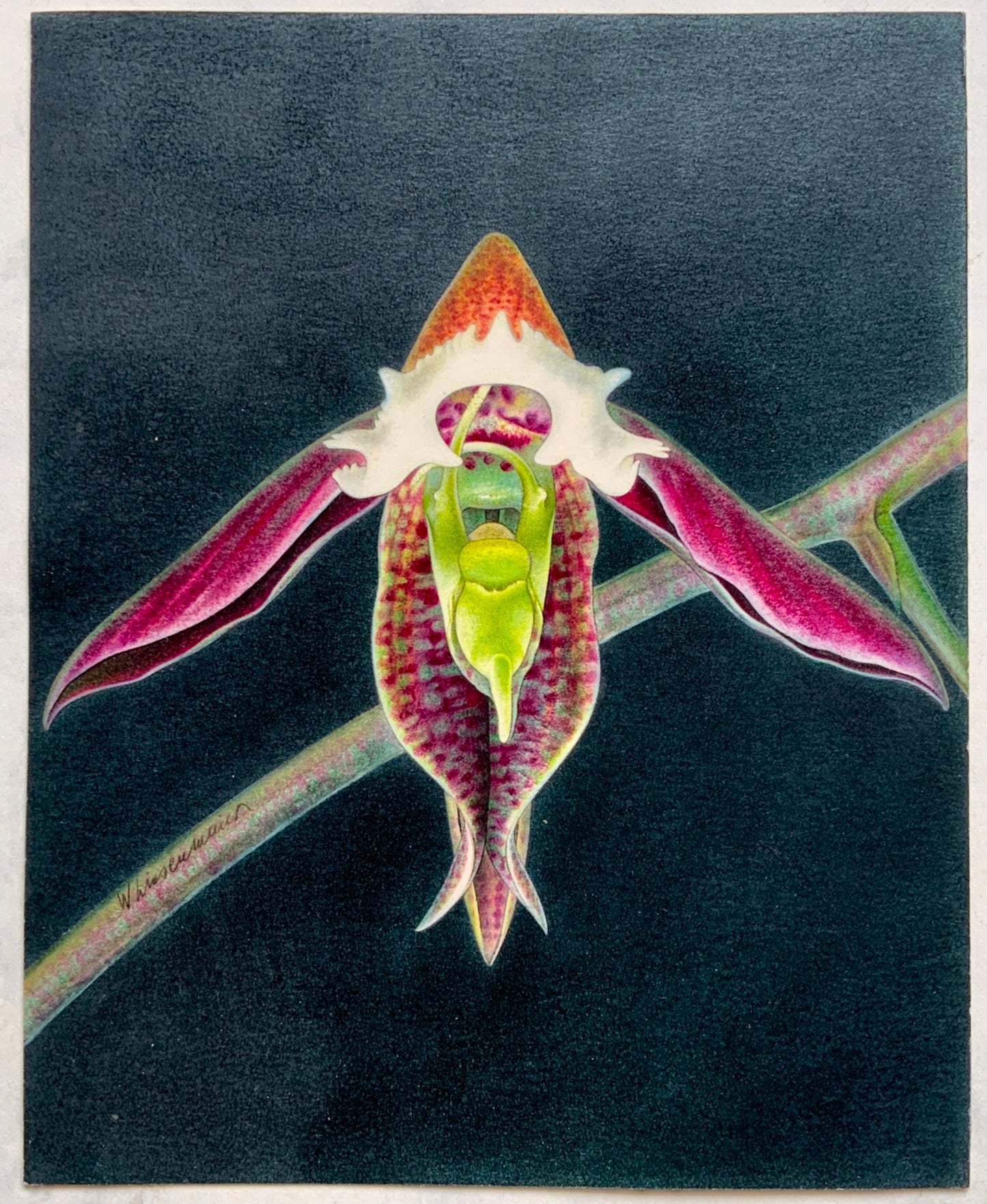 1957 WALTER LINSENMAIER original coloured Pencil Drawing - Orchid - Botanical