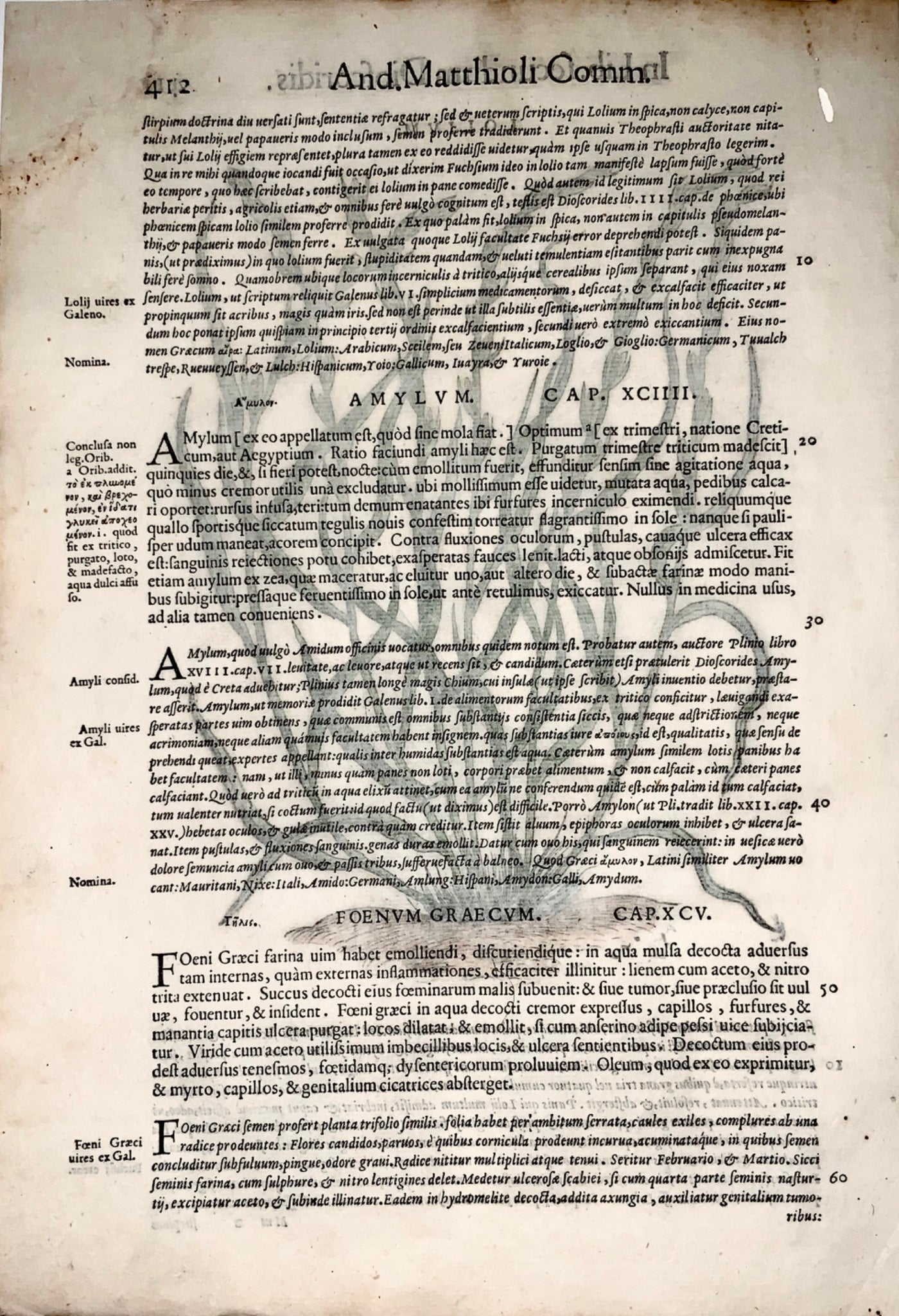 1562 W. Mayerpeck, G. Liberale - Folio woodcut - RYEGRASS Botany hand colour - Botany