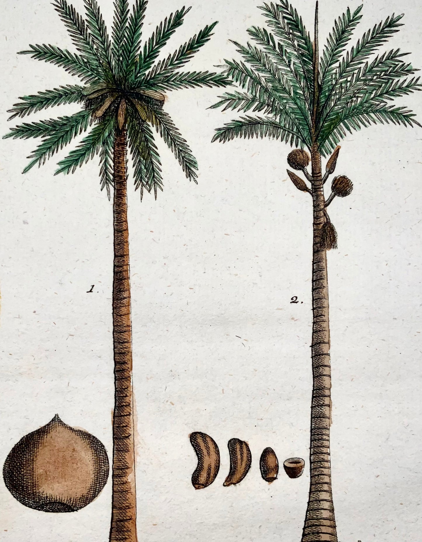 1790 PALMIERS COCOTES Botanique - Joh. Sollerer - gravure coloriée à la main