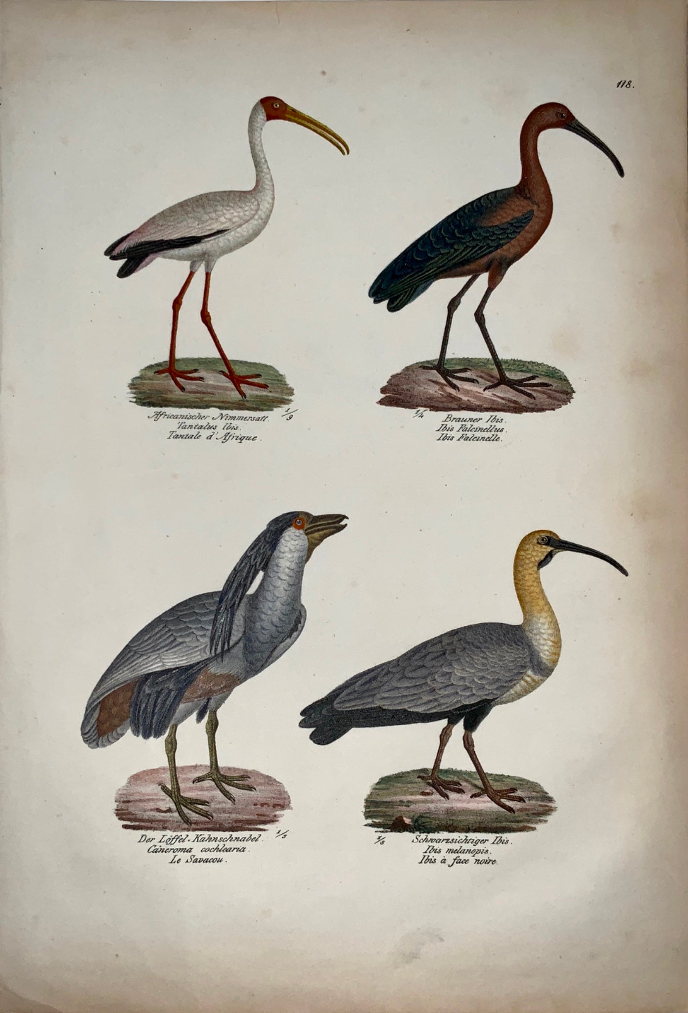 1830 Ibis Billed Heron Ornithology Brodtmann hand coloured FOLIO lithography