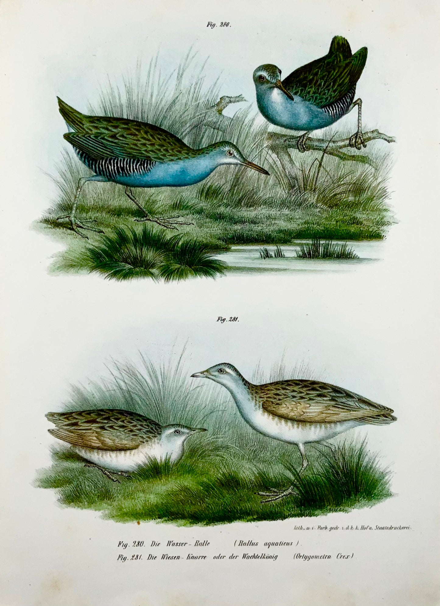 1860 RAIL D'EAU, CRAKE Oiseaux - Lithographie couleur Fitzinger FOLIO