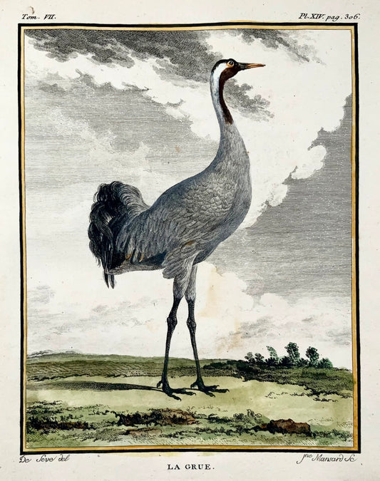 1779 Mansarda secondo de Seve, Gru cenerina, ornitologia, grande edizione 4a, incisione