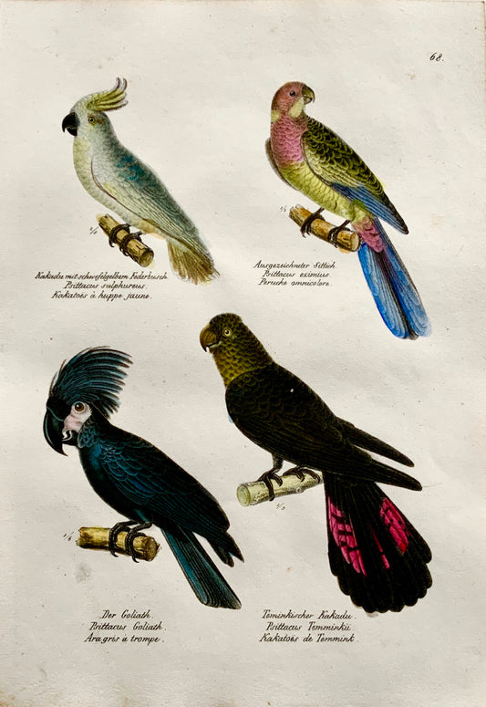 1830 GREY PARROTS Ornithology - Brodtmann hand coloured FOLIO lithography