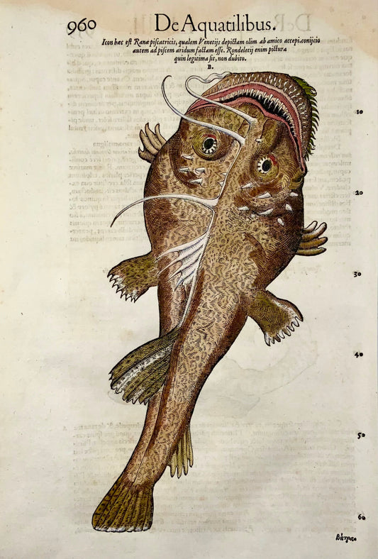 1558 Mostro Sea Ray, Conrad Gesner, xilografia in folio, colorata a mano, Primo Stato