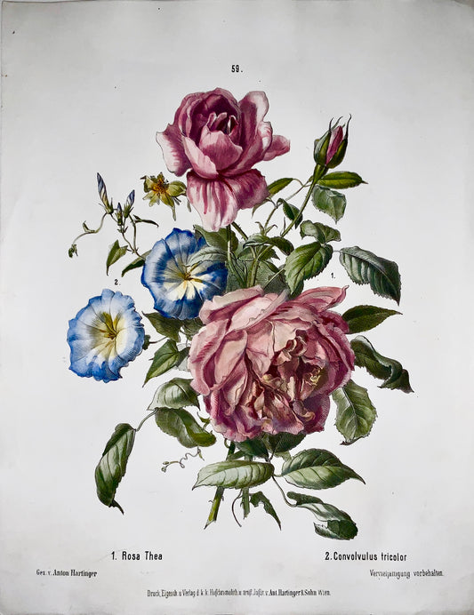 1860 c Anton Hartinger (b1806) ROSE THEA Stone Lithograph hand coloured. Folio. Botany