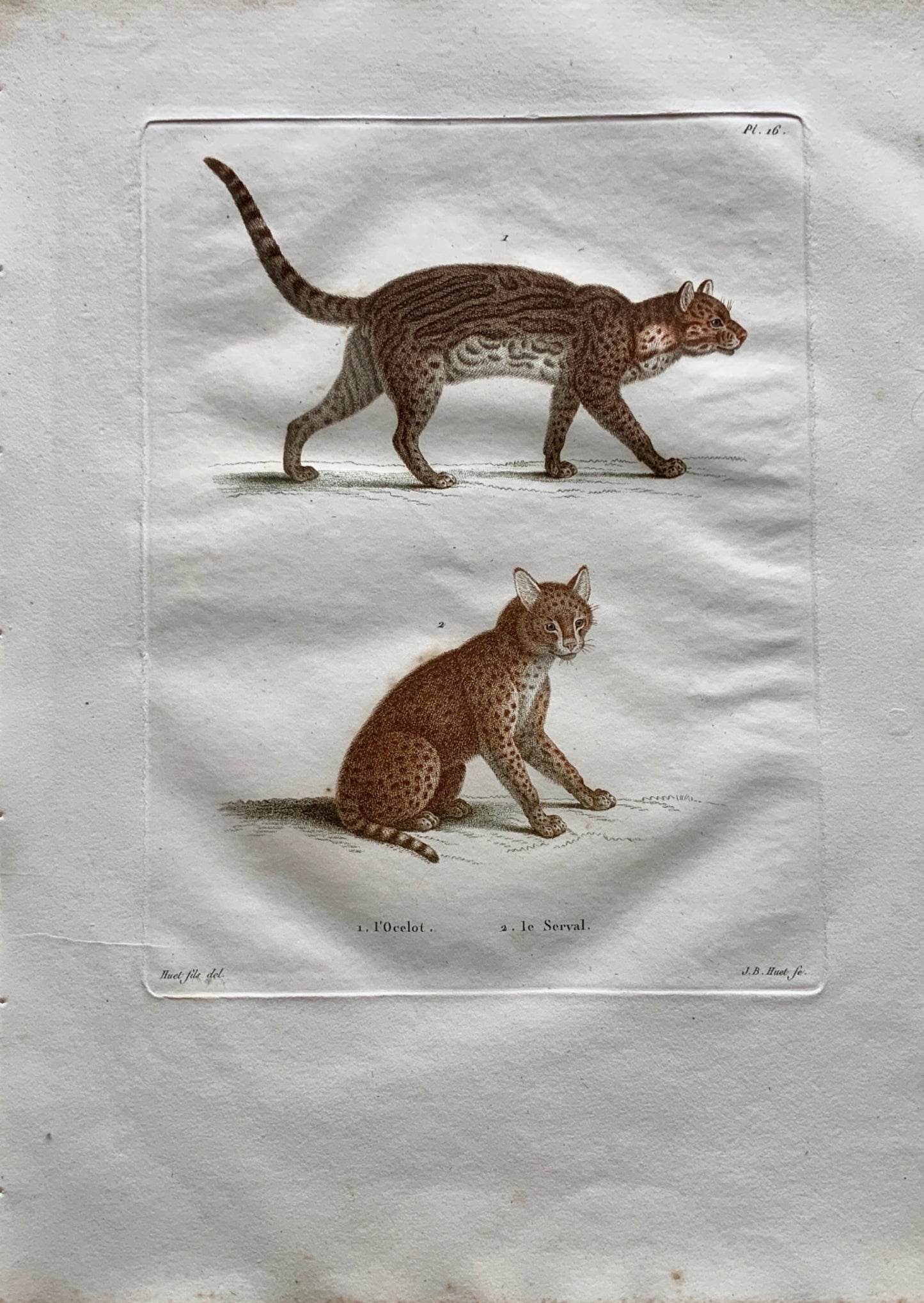 Jean Baptiste Huet [1745-1811] OCELOT SERVAL Coloured stipple (crayon manner) - Mammals